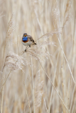 1_Fournier_laurence_Gorgebleue_de-face