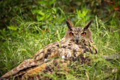 Camilo Amozoqueño, Je te regarde, couleur ,  animalier