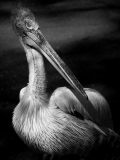 WINTERHALTER François, Pelican NB, monochrome, animalier