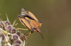 Beau Stéphane, Pentatome méridional, couleur, nature
