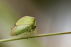 Beau Stéphane, CERESA, couleur, animalier