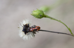 Beau Stéphane, Viole rouge, couleur, nature