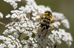 Beau Stéphane, Eristale des fleurs, couleur, nature