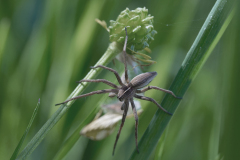 Stéphane Beau, 2_Pisaure admirable, couleur, nature