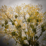 LORRE Arnaud, 2 _ Automne, couleur , nature