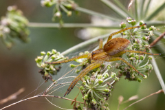 Stéphane Beau, Dolomède, couleur, nature