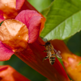 DONNIO-PUECHOULTRES_Arielle, Le sommeil de l'abeille, couleur ,  animalier