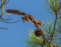 AUTHIE Anne-Lise, Acrobatie, couleur , nature