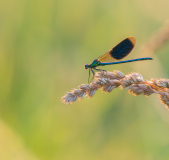AUTHIE Anne-Lise, Caloptéryx doré, couleur , nature