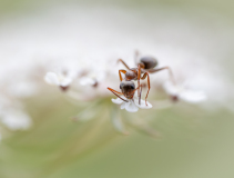 AUTHIE Anne-Lise, Dégustation de nectar, couleur , nature