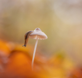 AUTHIE Anne-Lise, Descente en douceur, couleur , nature