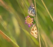 AUTHIE Anne-Lise, Dortoir des demis-deuils, couleur , nature