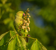 AUTHIE Anne-Lise, Gourmande, couleur , nature