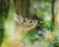 AUTHIE Anne-Lise, Jeune chevreuil, couleur , nature