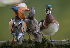 AUTHIE Anne-Lise, Les deux soupirants, couleur , nature