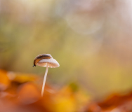 AUTHIE Anne-Lise, Promenade automnale, couleur , nature