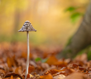 AUTHIE Anne-Lise, Sous le hêtre, couleur , nature