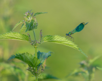 AUTHIE Anne-Lise, Terrain de chasse, couleur , nature