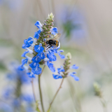 AUTHIE Anne-Lise, Butinage, couleur, nature