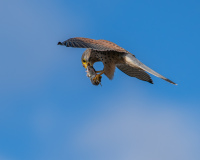 AUTHIE Anne-Lise, La proie, couleur, nature