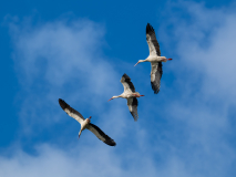 AUTHIE_Anne-Lise_Les-cigognes