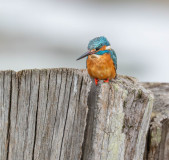 AUTHIE Anne-Lise, Martin patient, couleur, nature