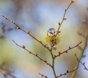 AUTHIE_Anne-Lise_Nourriture-dhiver