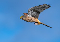 AUTHIE Anne-Lise, Pris au piège, couleur, nature