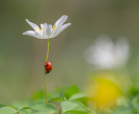 AUTHIE_Anne-Lise_Scene-de-sous-bois