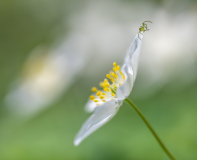 AUTHIE_Anne-Lise_Thomise-a-laffut