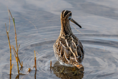 CHABOD Luc, Bécassine, couleur ,  animalier