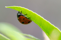 CHABOD Luc, Coccinelle inversée, couleur ,  proxy