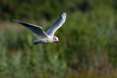 CHABOD Luc, Mouette, couleur ,  animalier