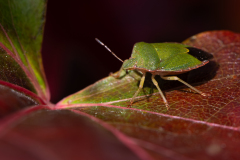 CHABOD Luc, Vigne et punaise, couleur ,  proxy