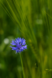 CHAPEL_Martine_Bleuet
