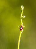 CHAPEL_Martine_orchidee-mouche