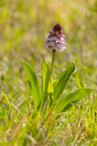 CHAPEL_Martine_orchidee-pourpre