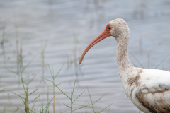 CHABOD Luc, Ibis blanc, couleur, proxy