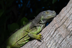CHABOD Luc, Iguane, couleur, animalier