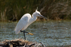 CHABOD Luc, Aigrette, couleur, animalier