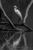 CHABOD Luc, Aigrette2, monochrome, animalier