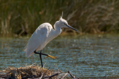 Chabod Luc, Aigrette profil linéaire, couleur, animalier