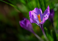 Chabod Luc, Crocus, couleur, proxy