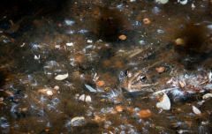 CHABOD Luc, Deux grenouilles, couleur, animalier
