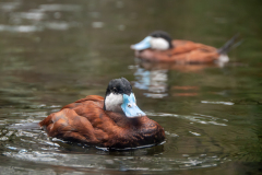 Chabod Luc, Erismature roux, couleur , nature