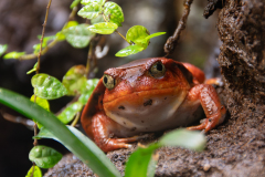 Chabod Luc, Grenouille tomate, couleur ,  proxy