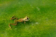 CHABOD Luc, Grenouille verte, couleur, animalier