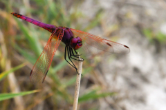 CHABOD Luc, Libellule_rouge, couleur ,  proxy