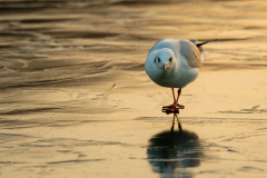 CHABOD Luc, Mouette_Versailles2, couleur, animalier