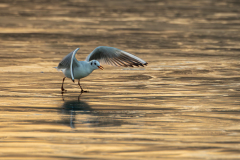 CHABOD Luc, Mouette_Versailles4, couleur, animalier